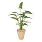 Syngonium Houseplant in Terracotta Pot (46cm)