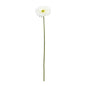 Cream Gerbera Stem (72cm)