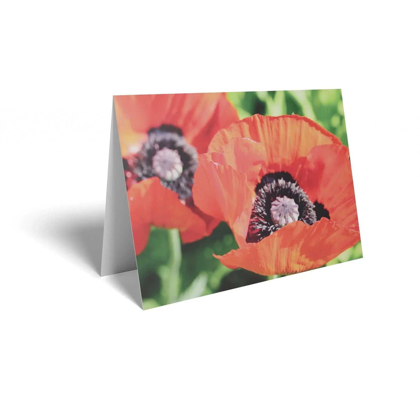 Red Poppies Folded Card with Care Info (pack of 25)