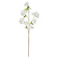 Essential White Apple Tree Blossom