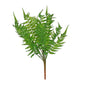 Woody Fern