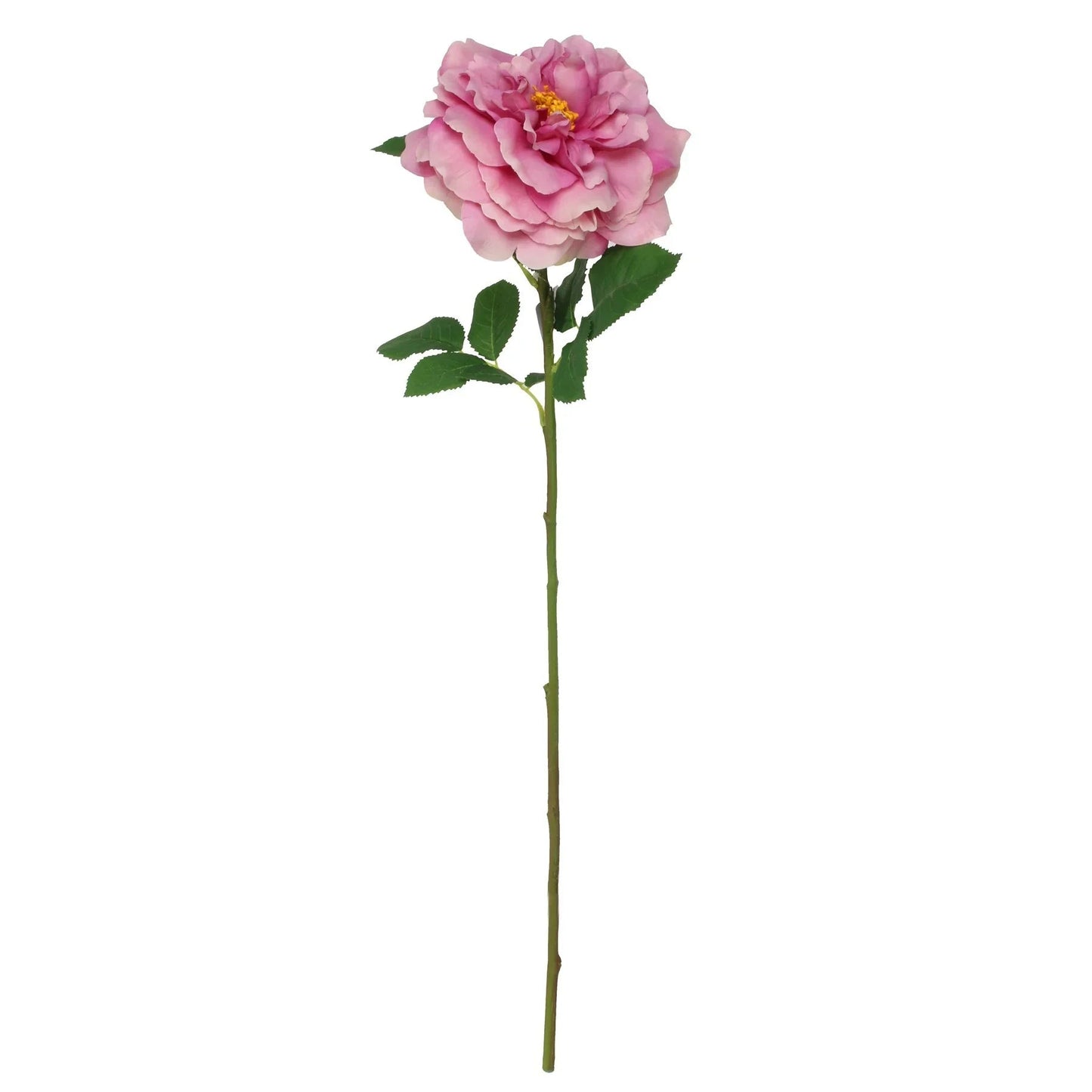 Balmoral Wild Rose Purple (65cm)