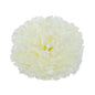Essential Ivory Carnation Pick (Box of 144)