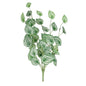 Variegated Peperomia Plant (68cm)