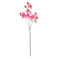 Botanica Pink Sweetpea