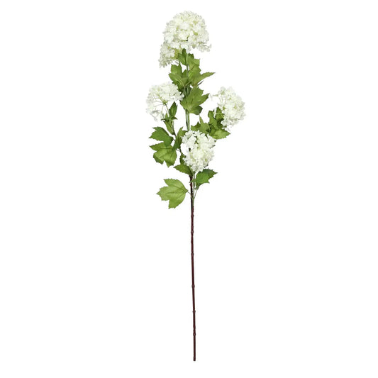 White Botanica Viburnum Opulus