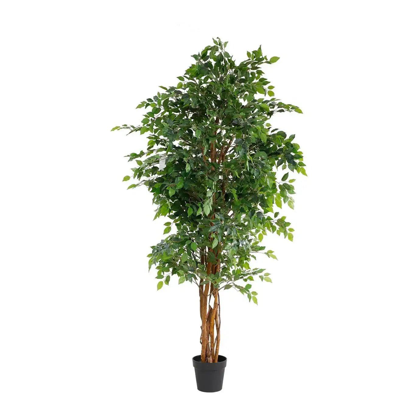 Artificial ficus tree with green leaves in a black pot for home decor