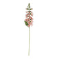 Essential Peach Foxglove