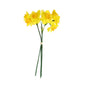 Essential Yellow Mini Daffodil Bunch