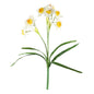 Essential White Daffodil Plant