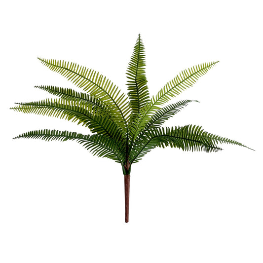 Discover the Essential Birds Nest Fern at Bristow Direct