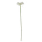 Essential White Gerbera