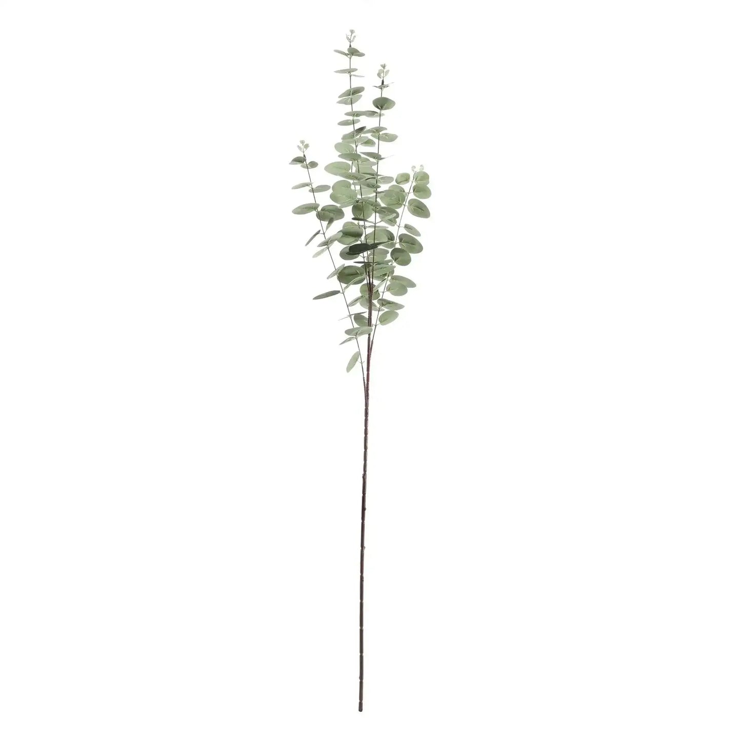 Grey/Green Eucalyptus Stem