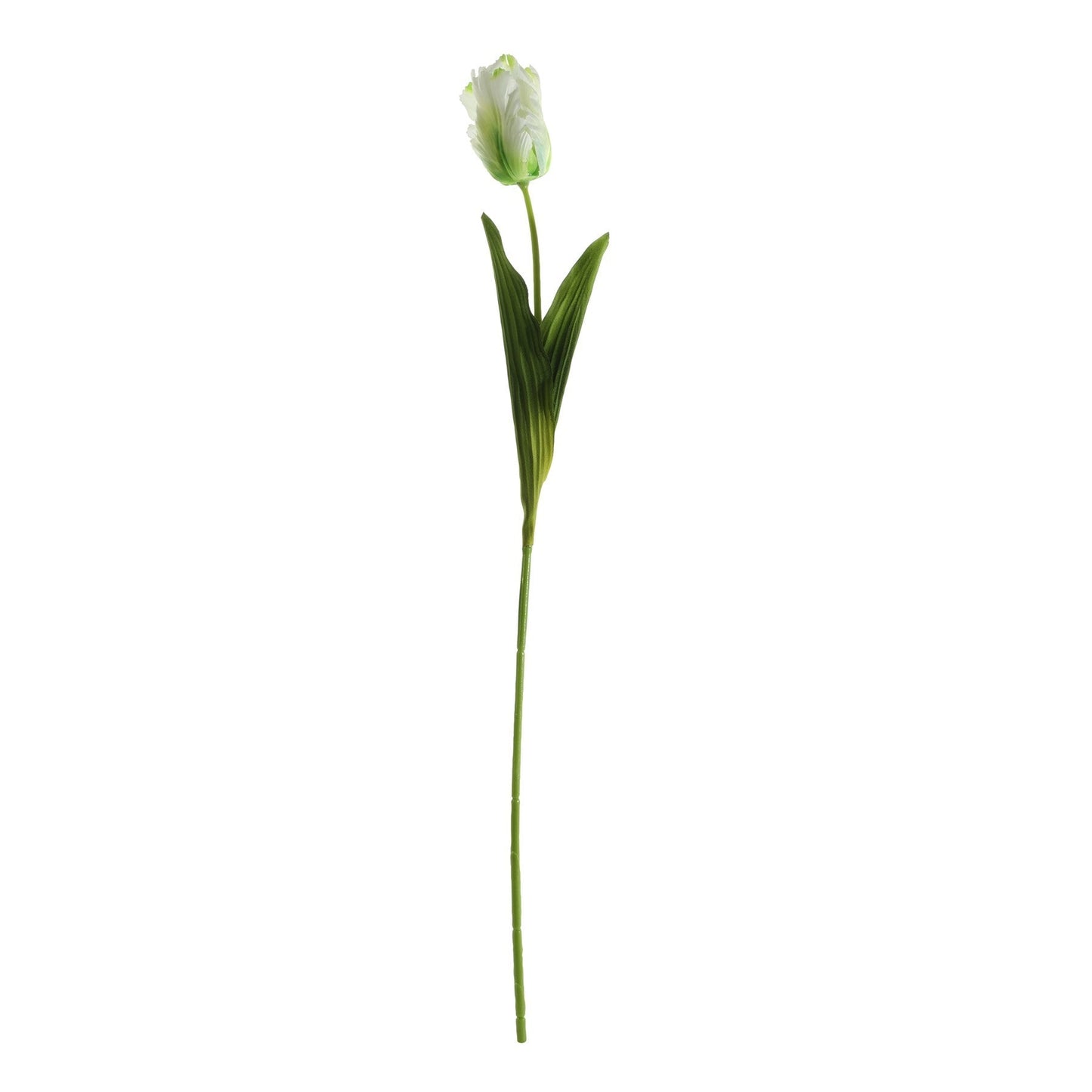 Essential Cream Parrot Tulip