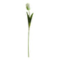 Essential Cream Parrot Tulip