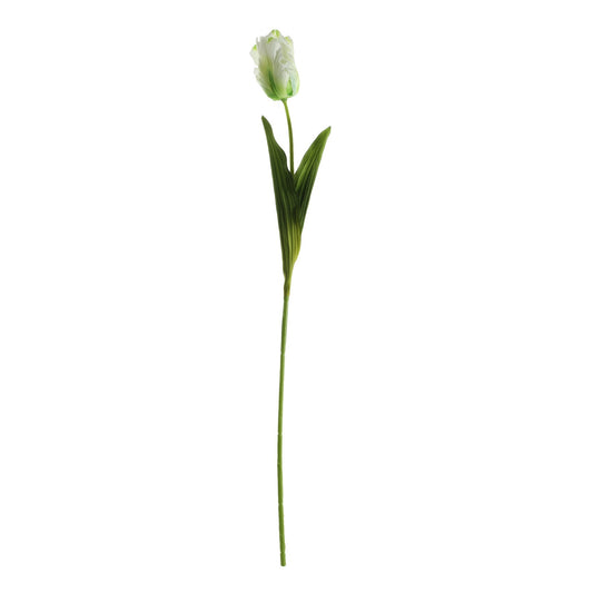 Essential Cream Parrot Tulip