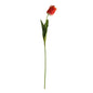 Essential Orange Parrot Tulip (70cm)