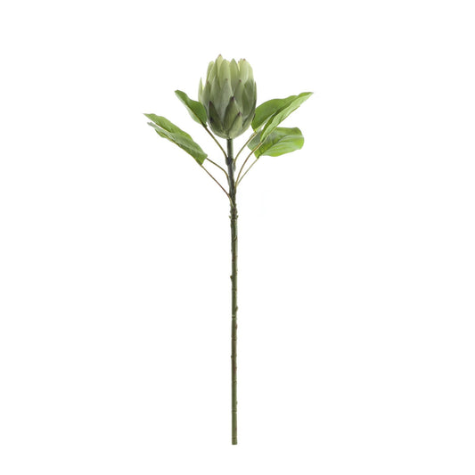 Green Large Protea (65cm)