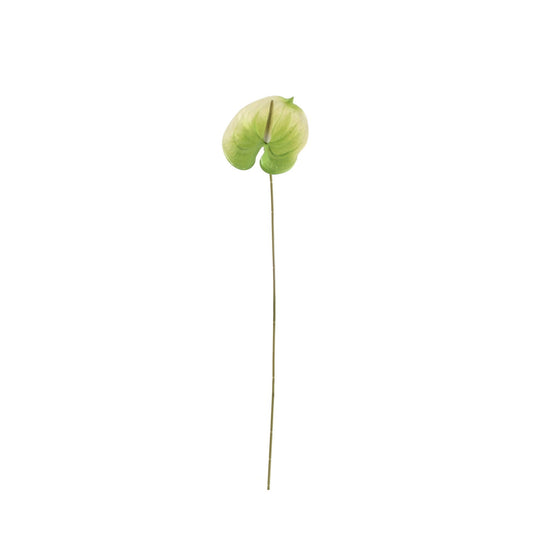 Essential White/Green Anthurium (59cm)