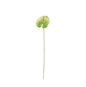 Essential White/Green Anthurium (59cm)