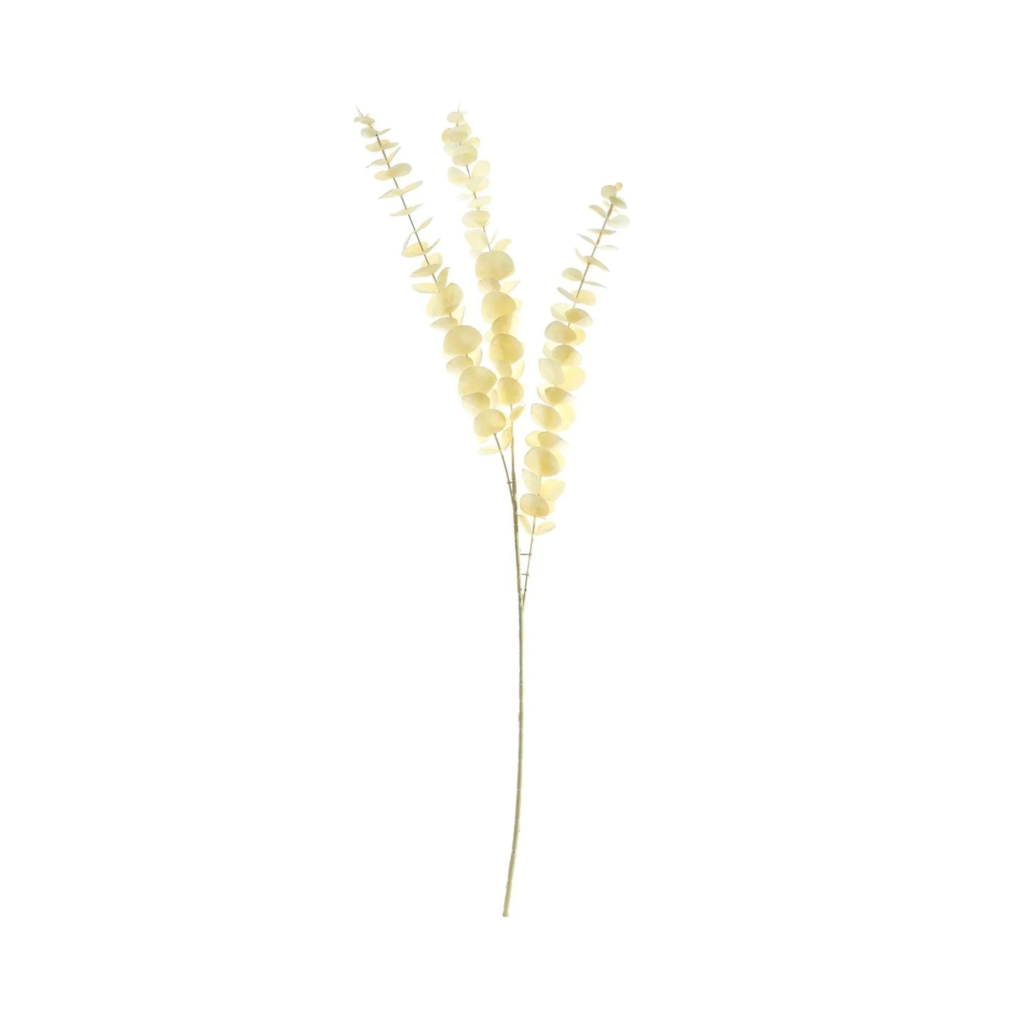Essential Dry Look Eucalyptus Stem