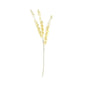 Essential Dry Look Eucalyptus Stem