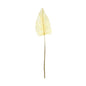 Essential Dry Look Bleached Cala Leaf (105cm)