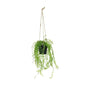 Botanica Hanging Mini Trail Plant