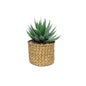 Botanica Potted Succulent (23cm)