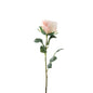 Essential Pale Pink Garden Rose