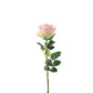 Essential Soft Pink Garden Rose