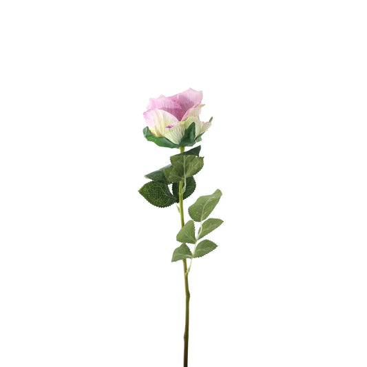 Essential Lilac Garden Rose