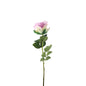 Essential Lilac Garden Rose