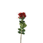 Essential Deep Red Garden Rose