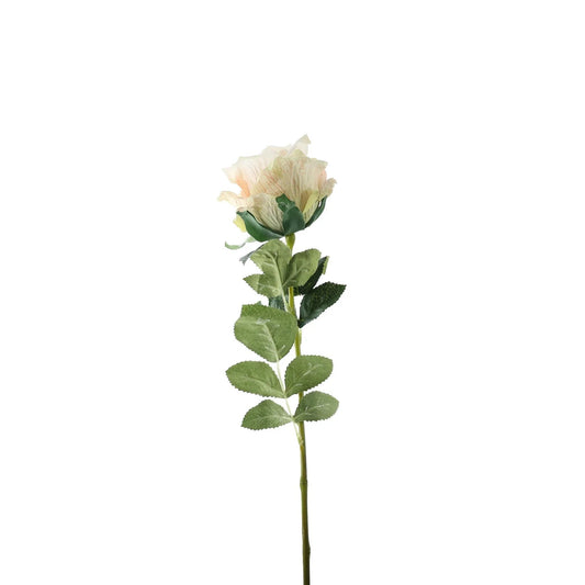 Essential Nude Garden Rose