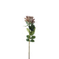 Essential Taupe Garden Rose