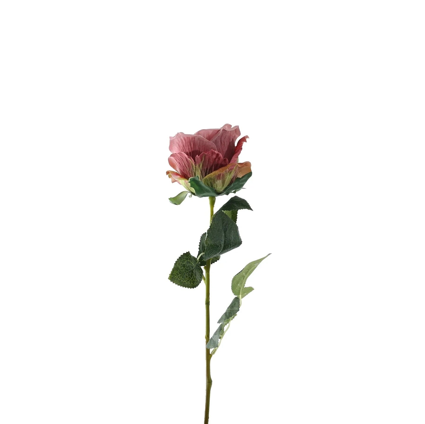 Essential Dusky Pink Garden Rose