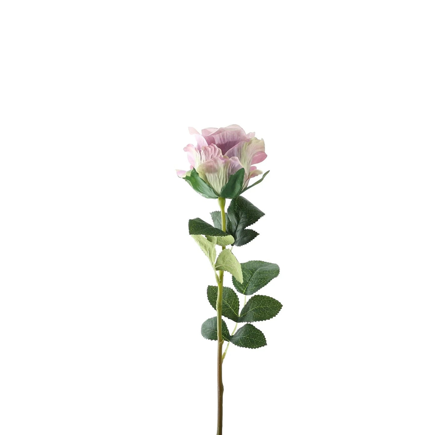 Essential Pale Lilac Garden Rose
