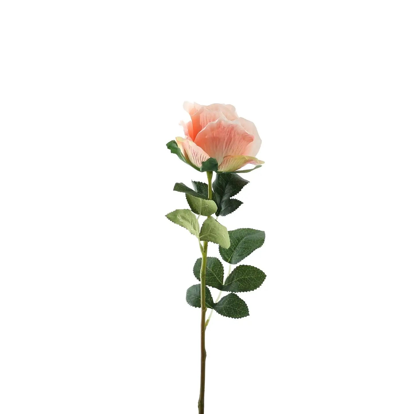 Essential Peach Garden Rose