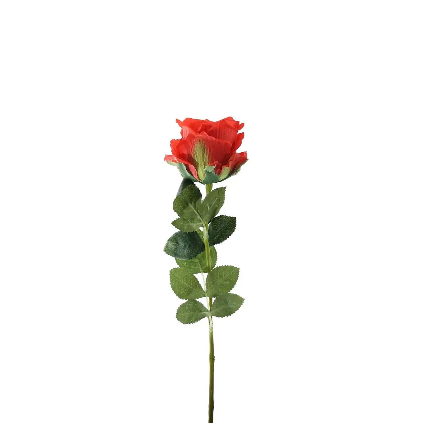 Essential Red Garden Rose