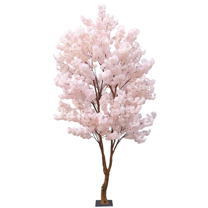 Discover the Light Pink Sakura Blossom Tree (2.8m) at Bristow Direct