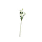 Essential White Lisianthus (70cm)