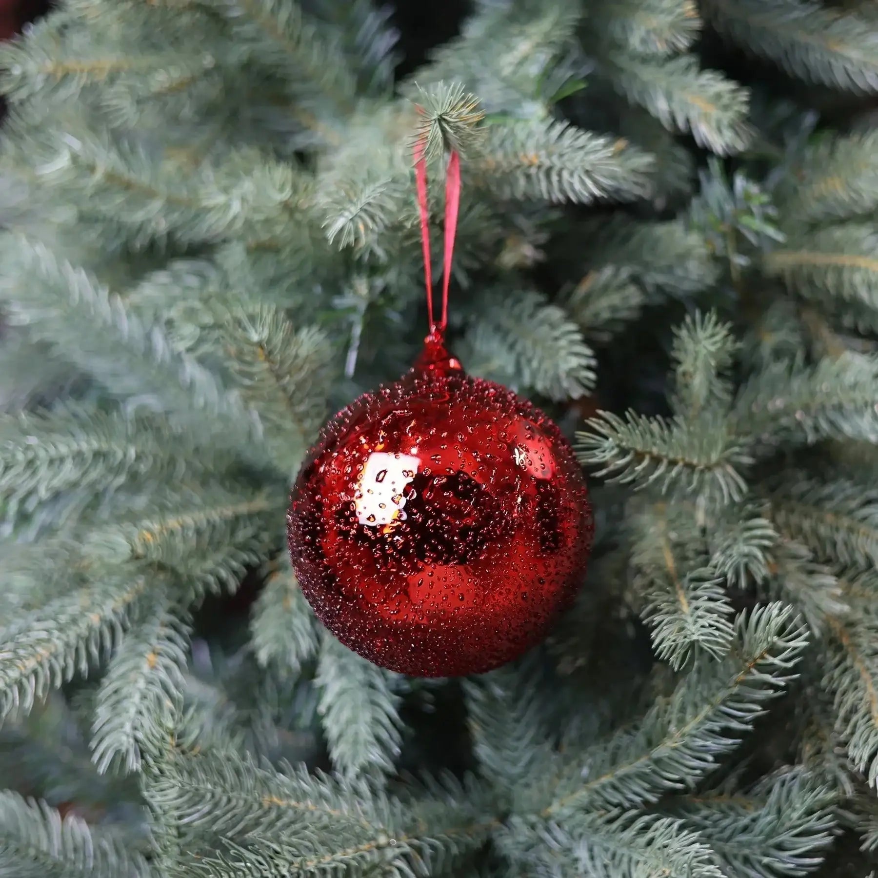 Red glass Christmas ornament hanging on a pine tree branch, festive holiday decor