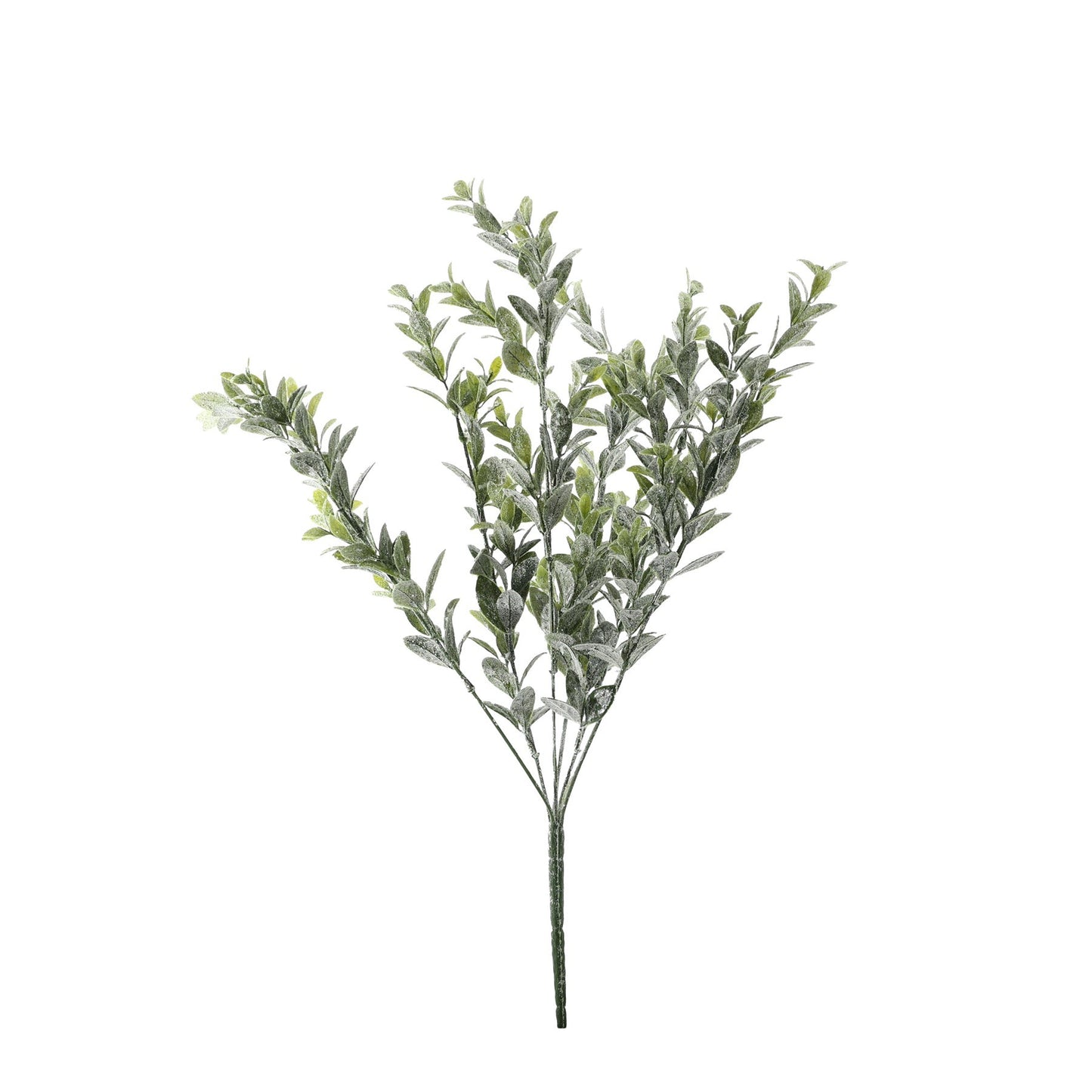 Sparkle Box Bush - Green - 50cm