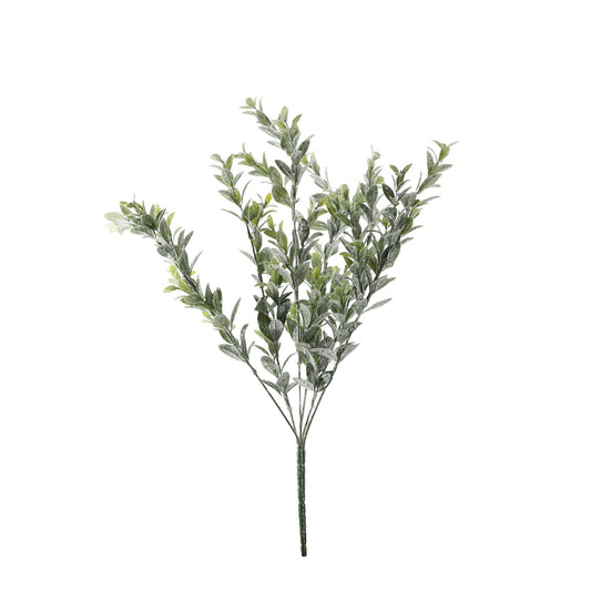 Sparkle Box Bush - Green - 50cm