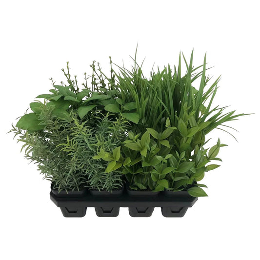Botanica Tray of 12 Assorted Herbs