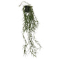 Botanica Trailing Fire Stick Plant (86cm)