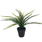 Botanica Fern Plant (35cm)
