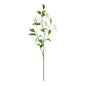 Botanica White Fuchsia