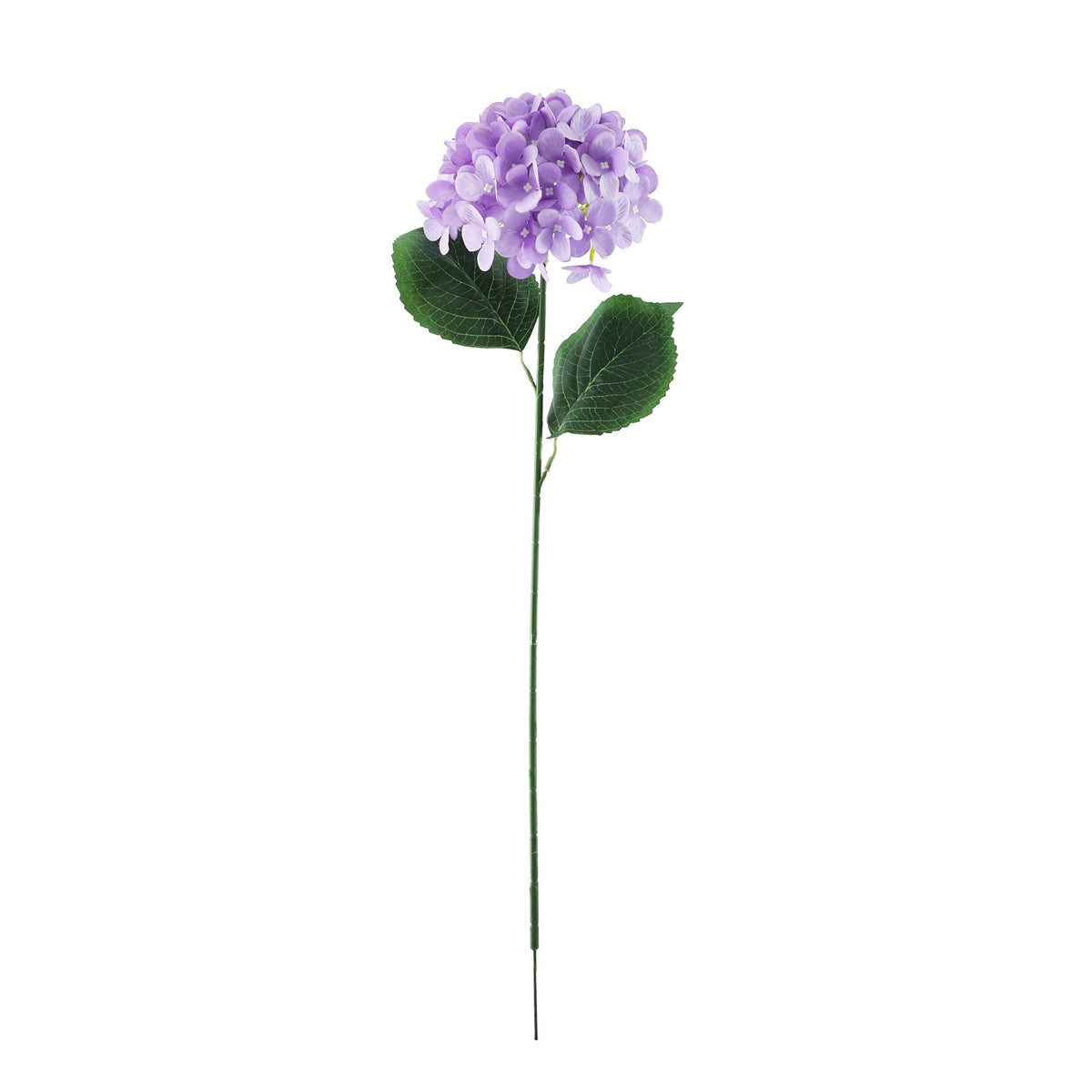 Discover the Essential Lavender Hydrangea at Bristow Direct